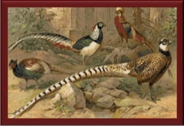 Pheasants Galore - 