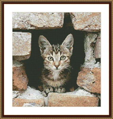 Kitten in the Wall - 
