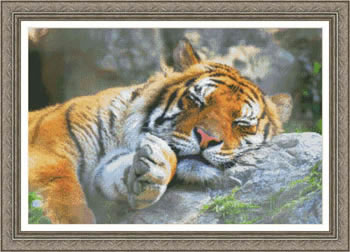 Tiger Dreams - 
