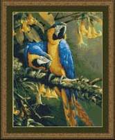 Blue Gold Macaws - 
