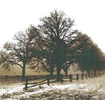 Trees in a Row - Mystic_Stitch Pattern