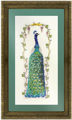 Peacock - 