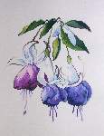 Blue Fuchsia - Cross Stitch Pattern