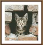 Kitten in the Wall - Cross Stitch Pattern