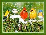 Backyard Beauties - Cross Stitch 