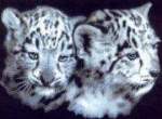 Baby Snow Leopards - Cross Stitch 