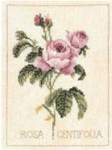 Rosa Centifolia - Cross Stitch Pattern