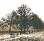 Trees in a Row - Cross Stitch Pattern