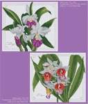 Orchid Flowers - Cross Stitch Pattern