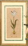 Dutch Tulip - Cross Stitch Pattern