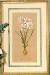 Narcissus - Cross Stitch Pattern