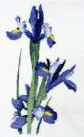 Dutch Iris - Cross Stitch Pattern