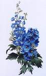 Delphiniums - Cross Stitch 