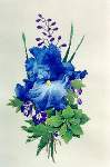 Nancys Blue Beauty - Cross Stitch Pattern