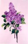 Lavender Lilacs - Cross Stitch 
