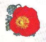 Poppy Love - Cross Stitch 