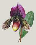 Ladyslipper Orchid - Cross Stitch 
