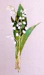 Lily of the Valley - Cross Stitch Pattern