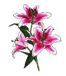 Stargazer Lily - Cross Stitch Pattern