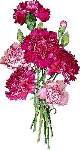 Pink Carnations - Cross Stitch